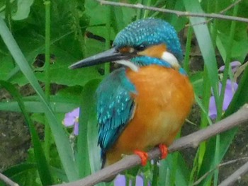 Common Kingfisher 野田市 Mon, 5/18/2020