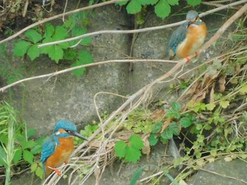 Common Kingfisher 野田市 Mon, 5/18/2020