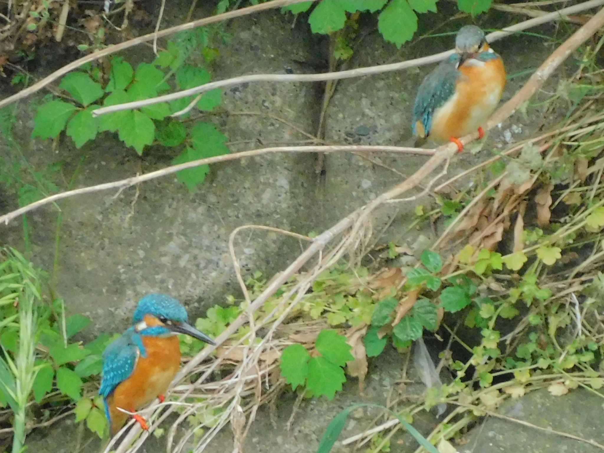 Photo of Common Kingfisher at 野田市 by スガユー