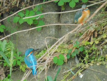 Common Kingfisher 野田市 Mon, 5/18/2020