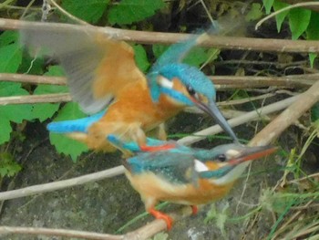 Common Kingfisher 野田市 Mon, 5/18/2020