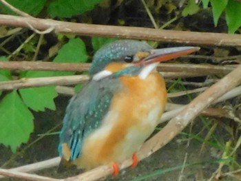 Common Kingfisher 野田市 Mon, 5/18/2020