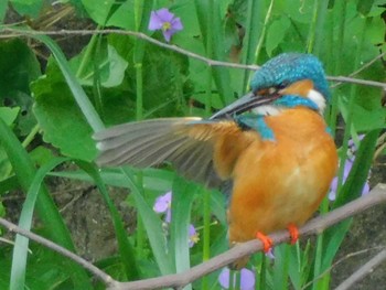 Common Kingfisher 野田市 Mon, 5/18/2020