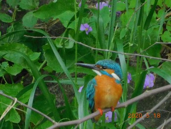 Common Kingfisher 野田市 Mon, 5/18/2020