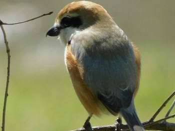 Bull-headed Shrike 春日部市 Mon, 4/6/2020