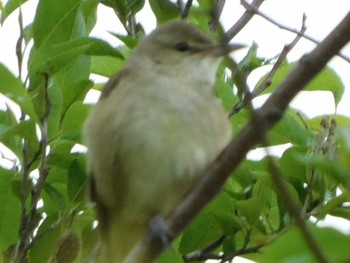 Japanese Bush Warbler 秩父 Wed, 5/6/2020