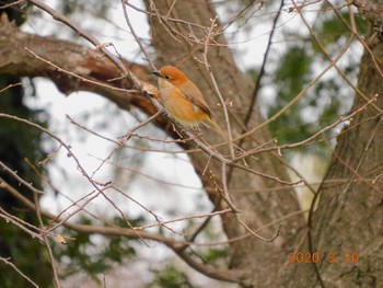 Bull-headed Shrike 古河市 Mon, 3/30/2020