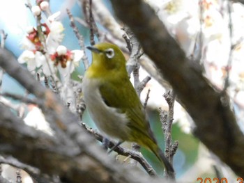 Warbling White-eye 秩父 Mon, 3/9/2020