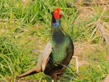 Green Pheasant 秩父 Sat, 4/4/2020