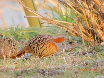 Chinese Bamboo Partridge 秩父 Mon, 3/16/2020