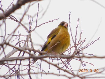 Grey-capped Greenfinch 春日部市 Mon, 3/30/2020