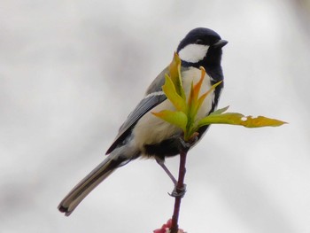 Japanese Tit 春日部市 Mon, 3/30/2020