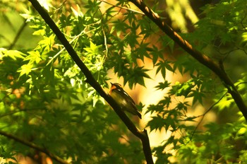 Narcissus Flycatcher 東京都 Thu, 5/7/2020