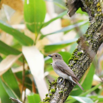 Blue-and-white Flycatcher Unknown Spots Unknown Date