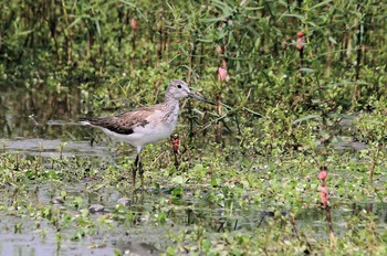 Common Greenshank Unknown Spots Unknown Date