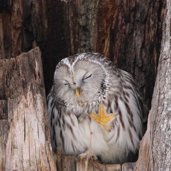 Ural Owl(japonica) Unknown Spots Unknown Date