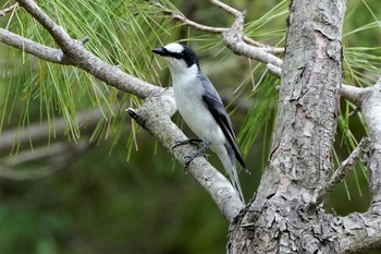 サンショウクイ 金ヶ崎公園(明石市) 2020年5月9日(土)