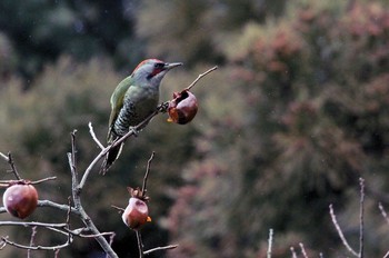 Japanese Green Woodpecker Unknown Spots Unknown Date