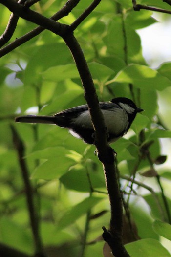 Japanese Tit Osaka castle park Mon, 5/18/2020