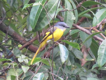 Grey-chinned Minivet Cat Tien National Park Unknown Date