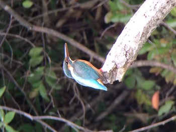 Common Kingfisher 生駒市新池 Sun, 5/17/2020