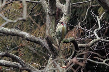 Japanese Green Woodpecker Unknown Spots Unknown Date