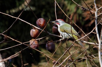 Japanese Green Woodpecker Unknown Spots Unknown Date