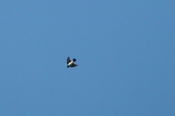 Blue-and-white Flycatcher 東京都 Thu, 5/7/2020