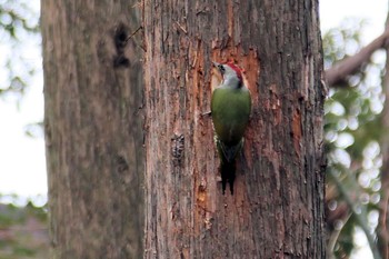 Japanese Green Woodpecker Unknown Spots Unknown Date