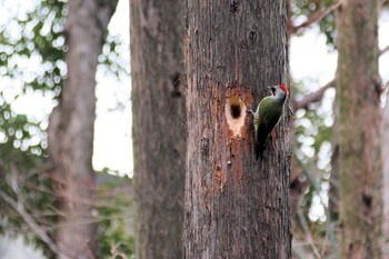 Japanese Green Woodpecker Unknown Spots Unknown Date