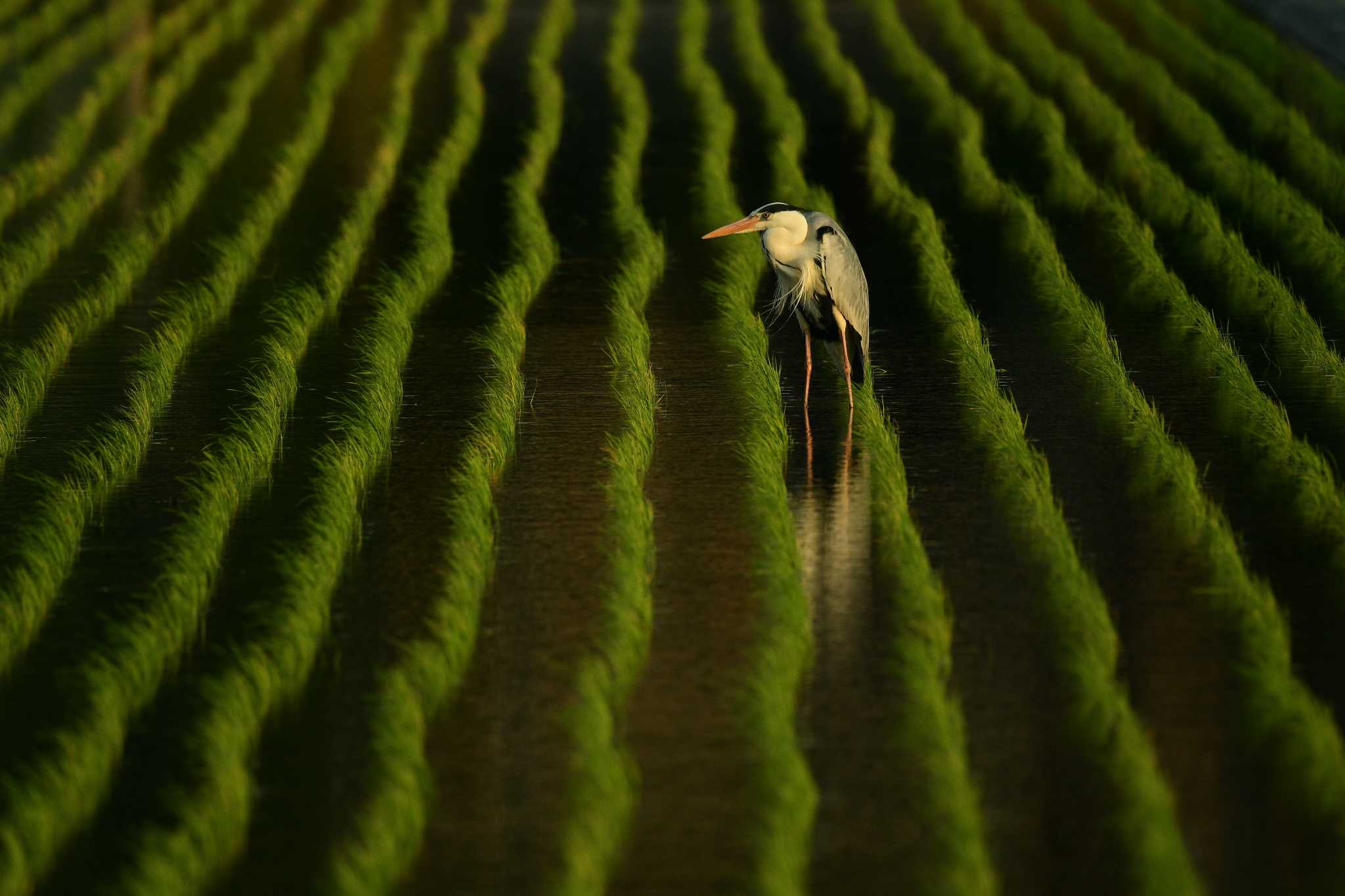 Photo of Grey Heron at 愛媛県新居浜市 by でみこ