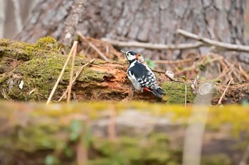 2020年3月23日(月) 北大研究林(北海道大学苫小牧研究林)の野鳥観察記録