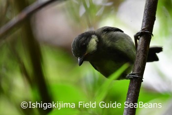 Japanese Tit(nigriloris) Ishigaki Island Tue, 5/19/2020