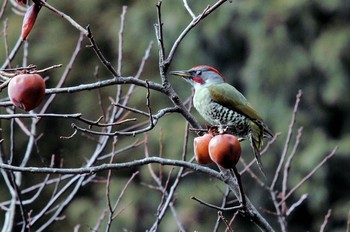 Japanese Green Woodpecker Unknown Spots Unknown Date