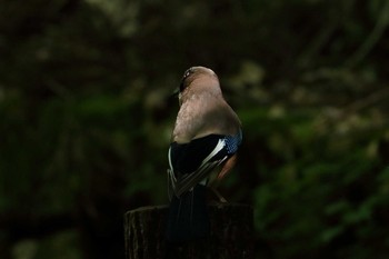 Eurasian Jay Hinohara Tomin no mori Sat, 5/25/2019