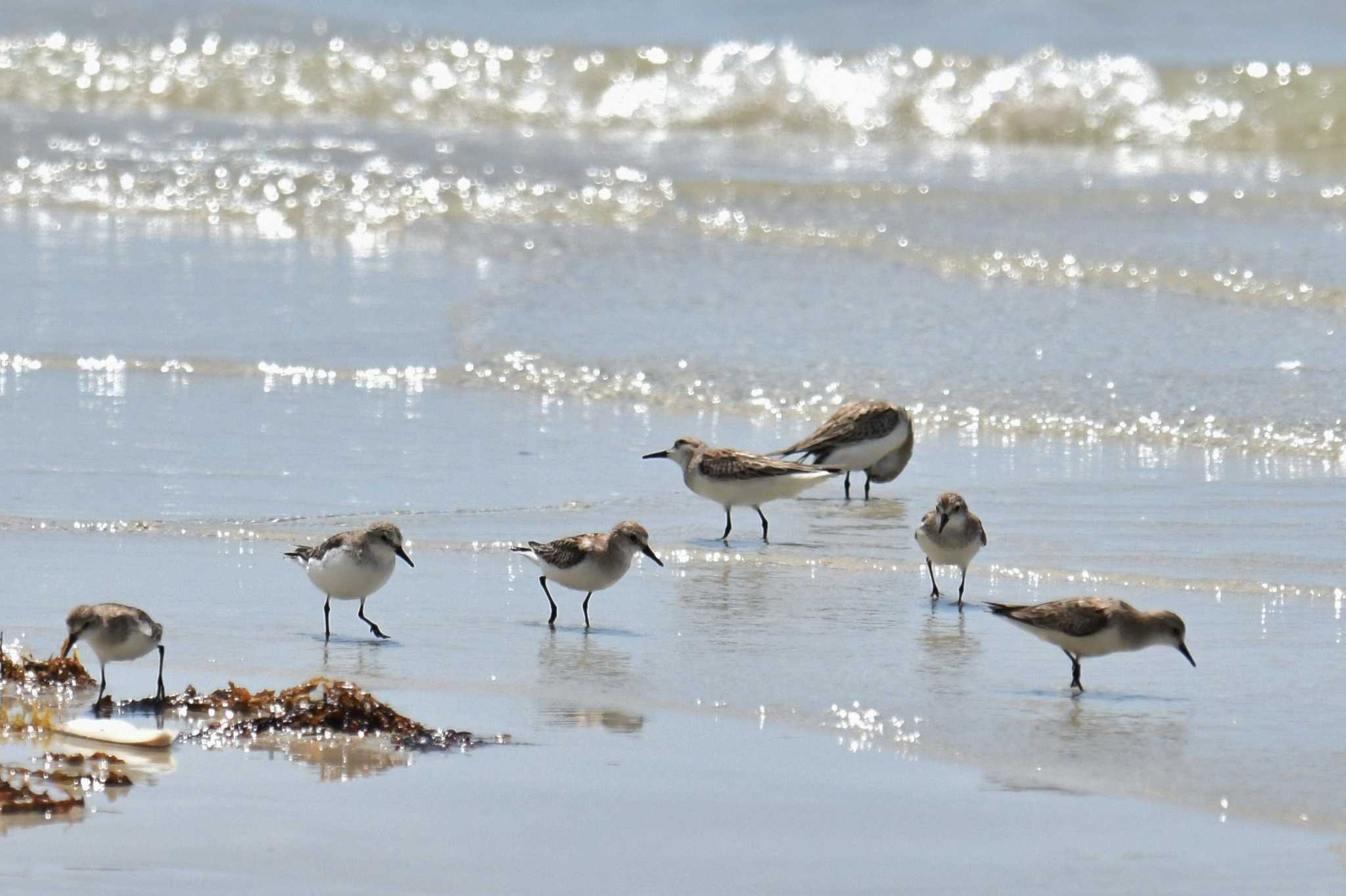 Photo of Red-necked Stint at Iron Range National Park by あひる