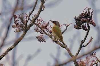 Japanese Green Woodpecker Unknown Spots Unknown Date