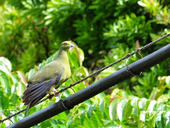 Ryukyu Green Pigeon 沖縄県国頭郡 Tue, 8/2/2011