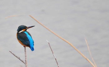 Common Kingfisher 東京都 Sun, 1/15/2012