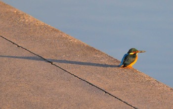 Common Kingfisher 東京都 Fri, 2/3/2012