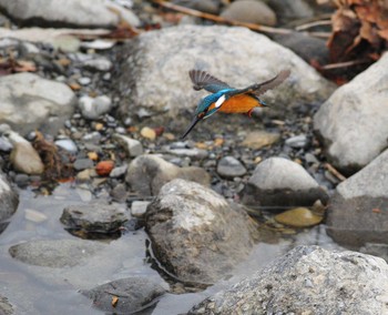 Common Kingfisher 東京都 Thu, 2/23/2012