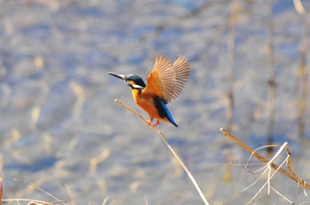 Common Kingfisher 東京都 Sun, 2/19/2012