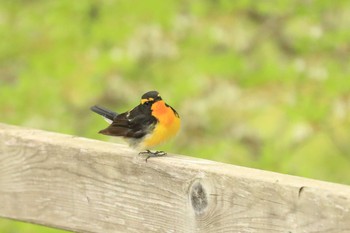 キビタキ 北海道 函館市 見晴公園 2020年5月19日(火)