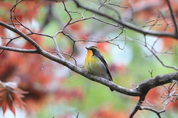 キビタキ 北海道 函館市 見晴公園 2020年5月19日(火)