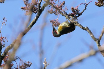 Japanese Green Woodpecker Unknown Spots Unknown Date