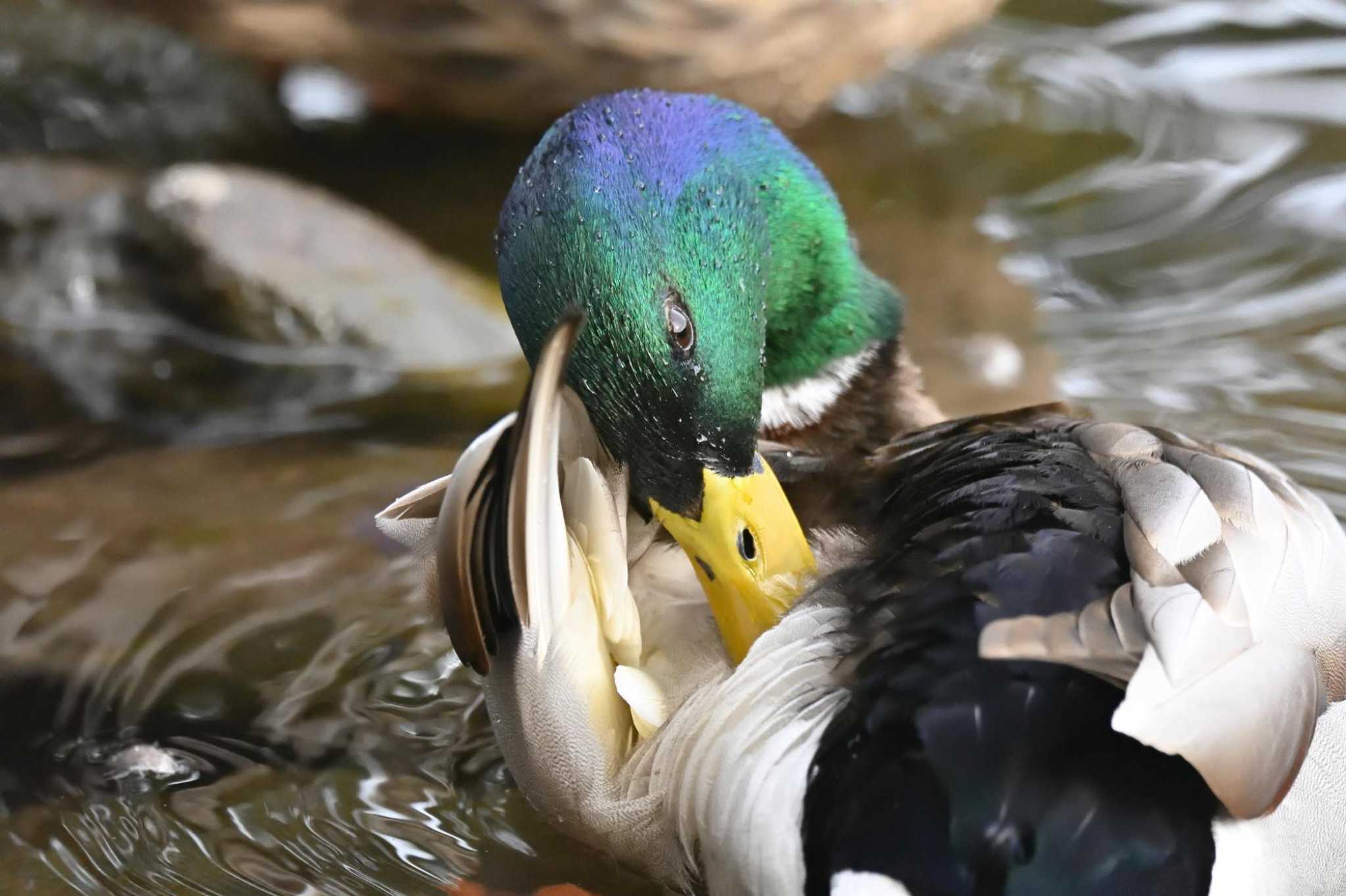 北大研究林(北海道大学苫小牧研究林) マガモの写真 by Masa