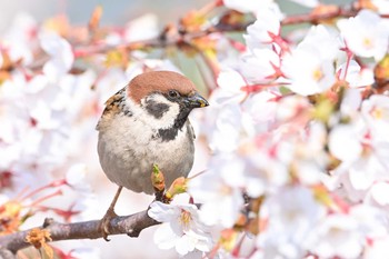 Eurasian Tree Sparrow Goryokaku Park Mon, 5/2/2016