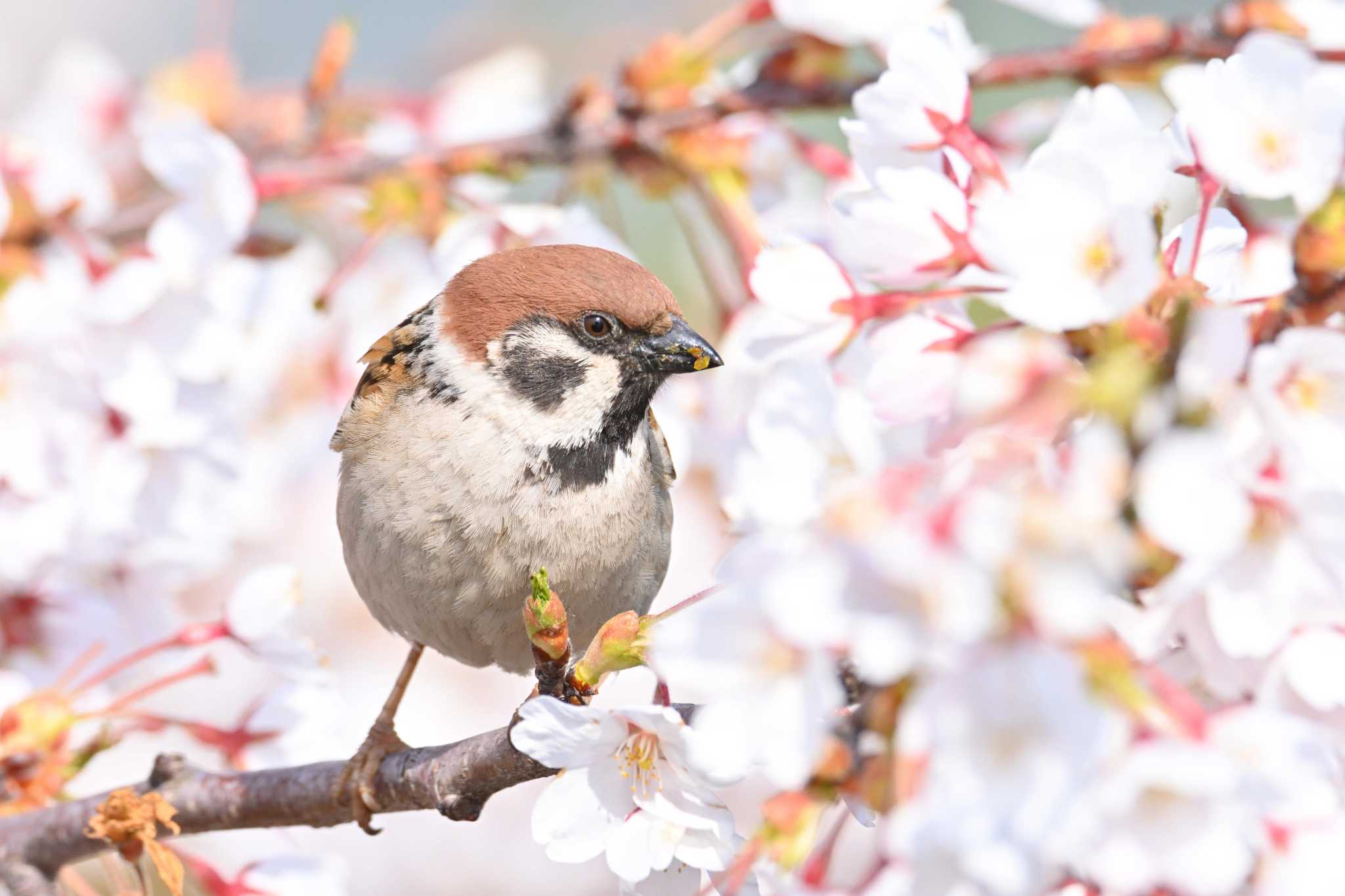 Photo of Eurasian Tree Sparrow at Goryokaku Park by Masa