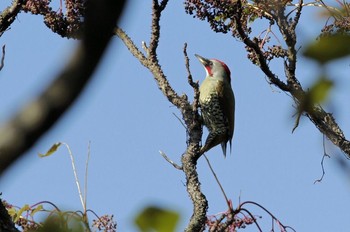 Japanese Green Woodpecker Unknown Spots Unknown Date