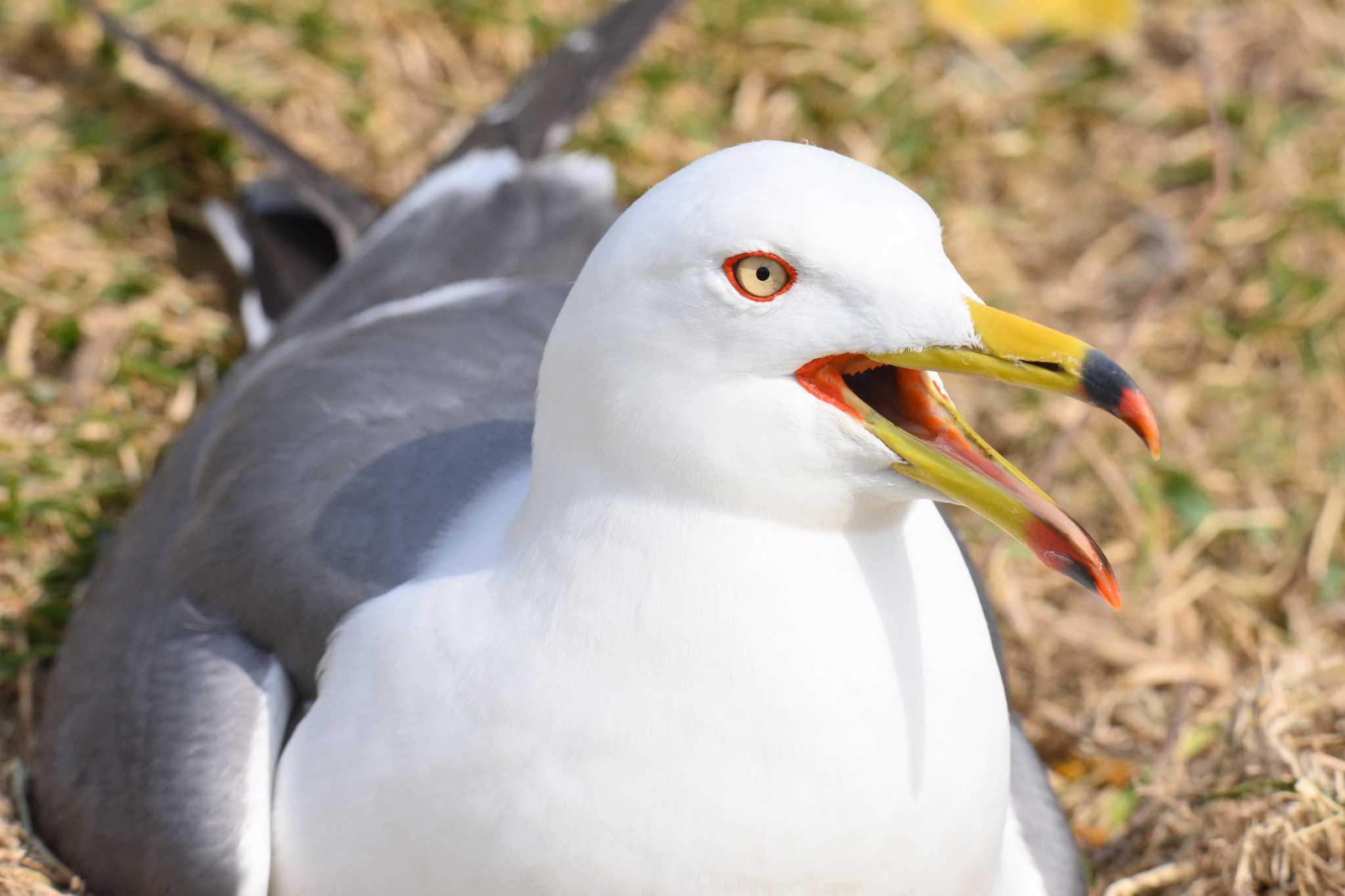 蕪島(青森県) ウミネコの写真 by Masa